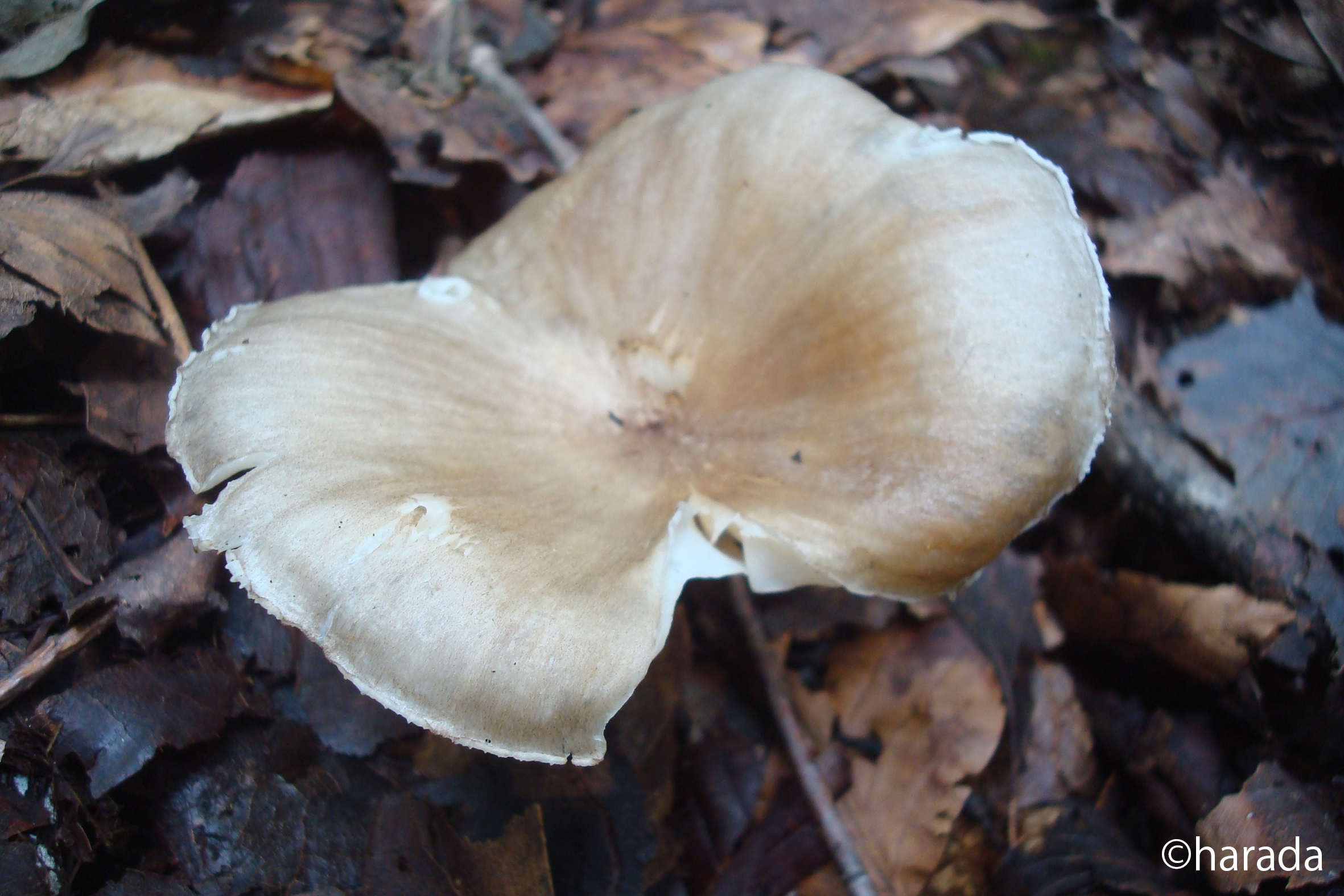 ひろきのこ ヒロヒダタケ ｜弘前大学農学生命科学部附属白神自然環境研究センター