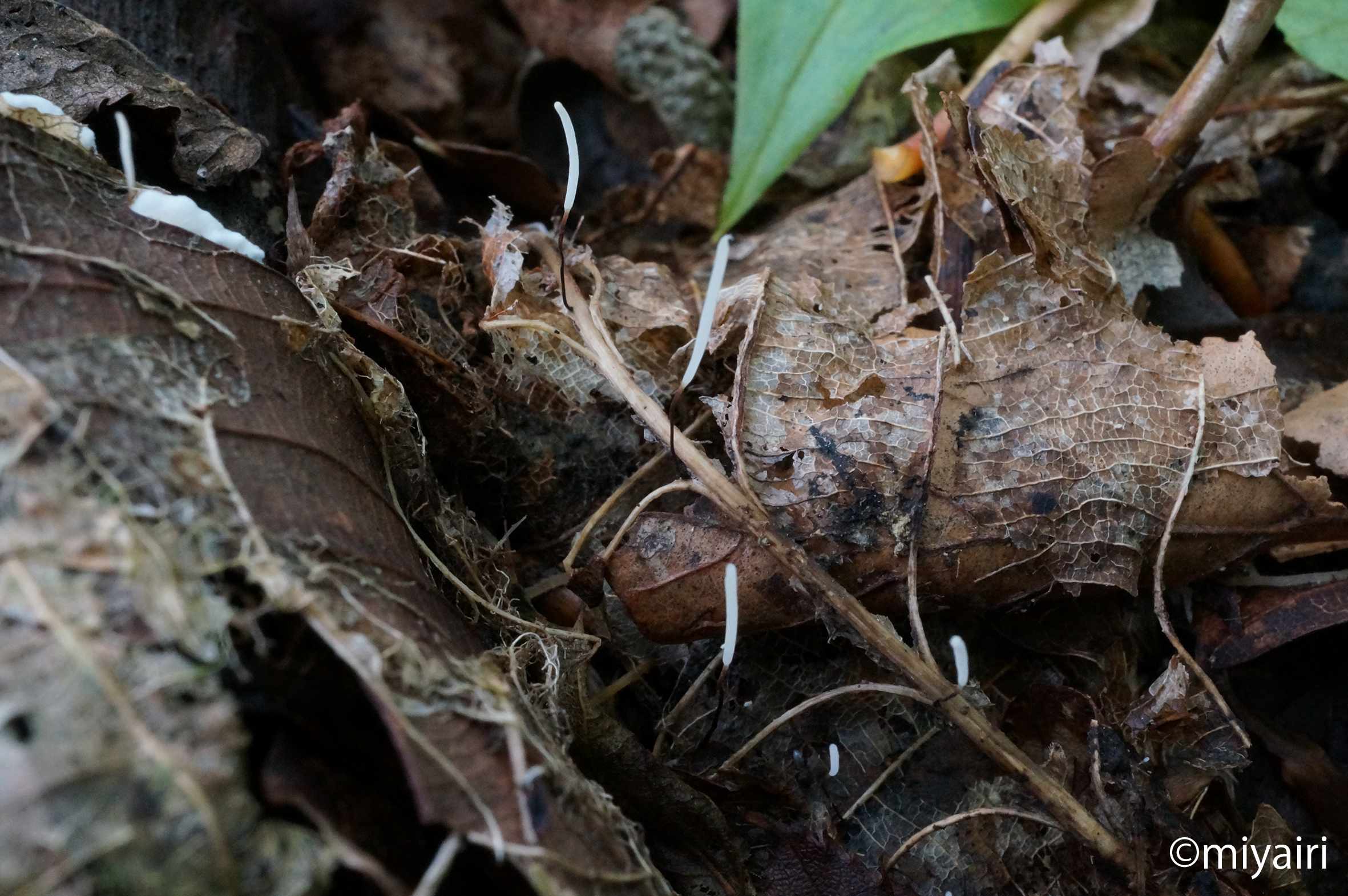 コアカエガマノホタケ ｜弘前大学農学生命科学部附属白神自然環境研究