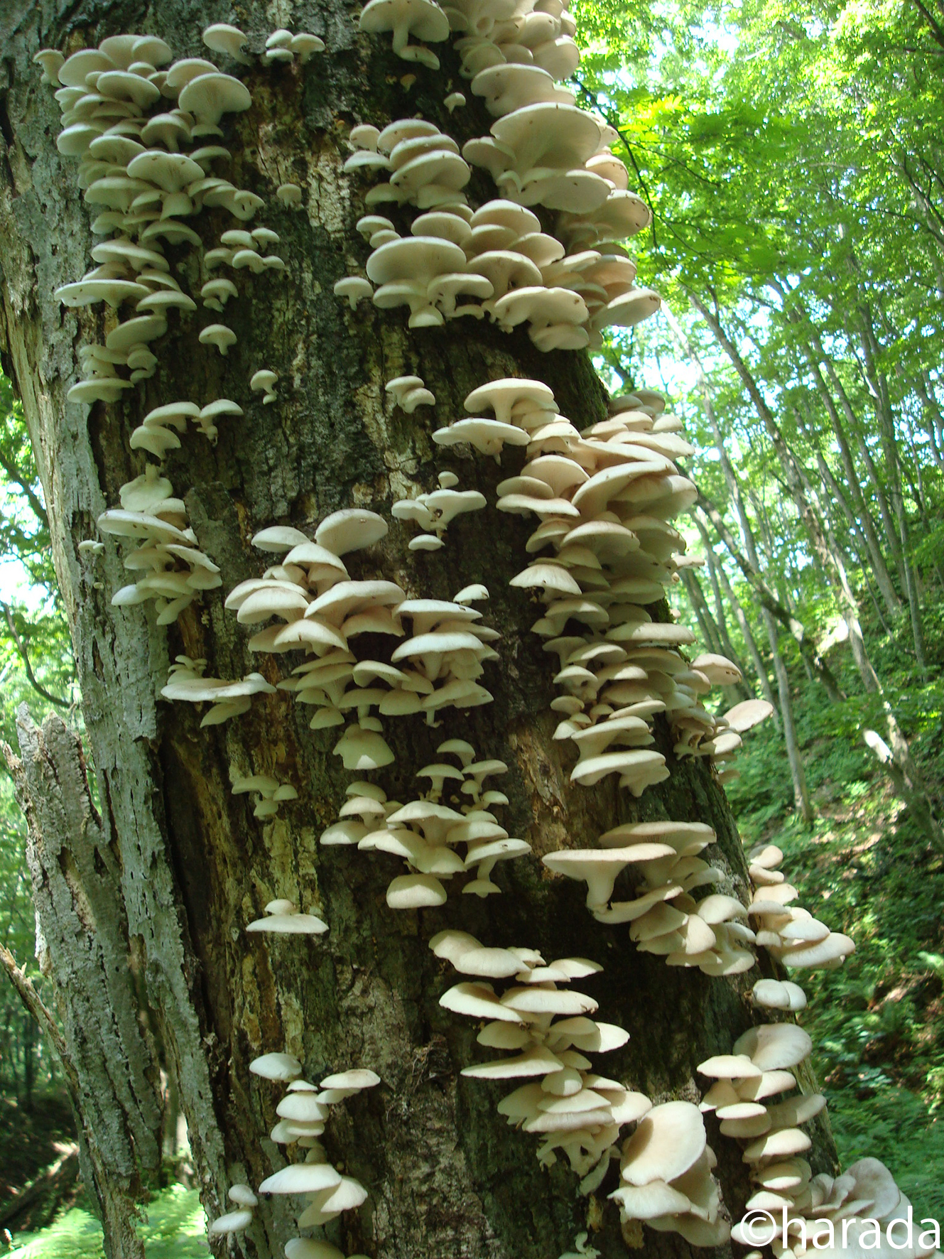 ウスヒラタケ ｜弘前大学農学生命科学部附属白神自然環境研究センター