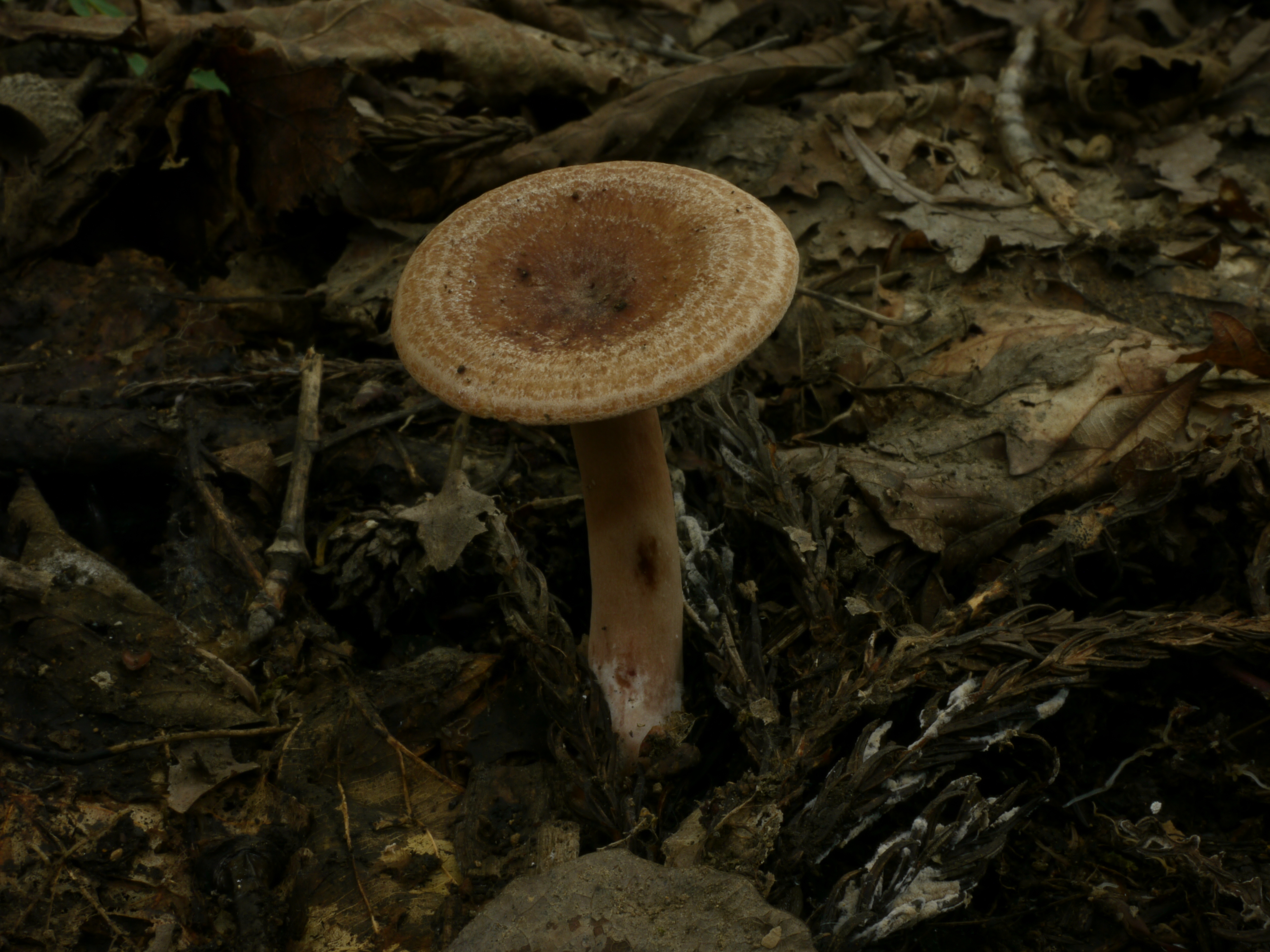 P1040989.jpg