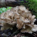 2016. 9. 19（宮入）