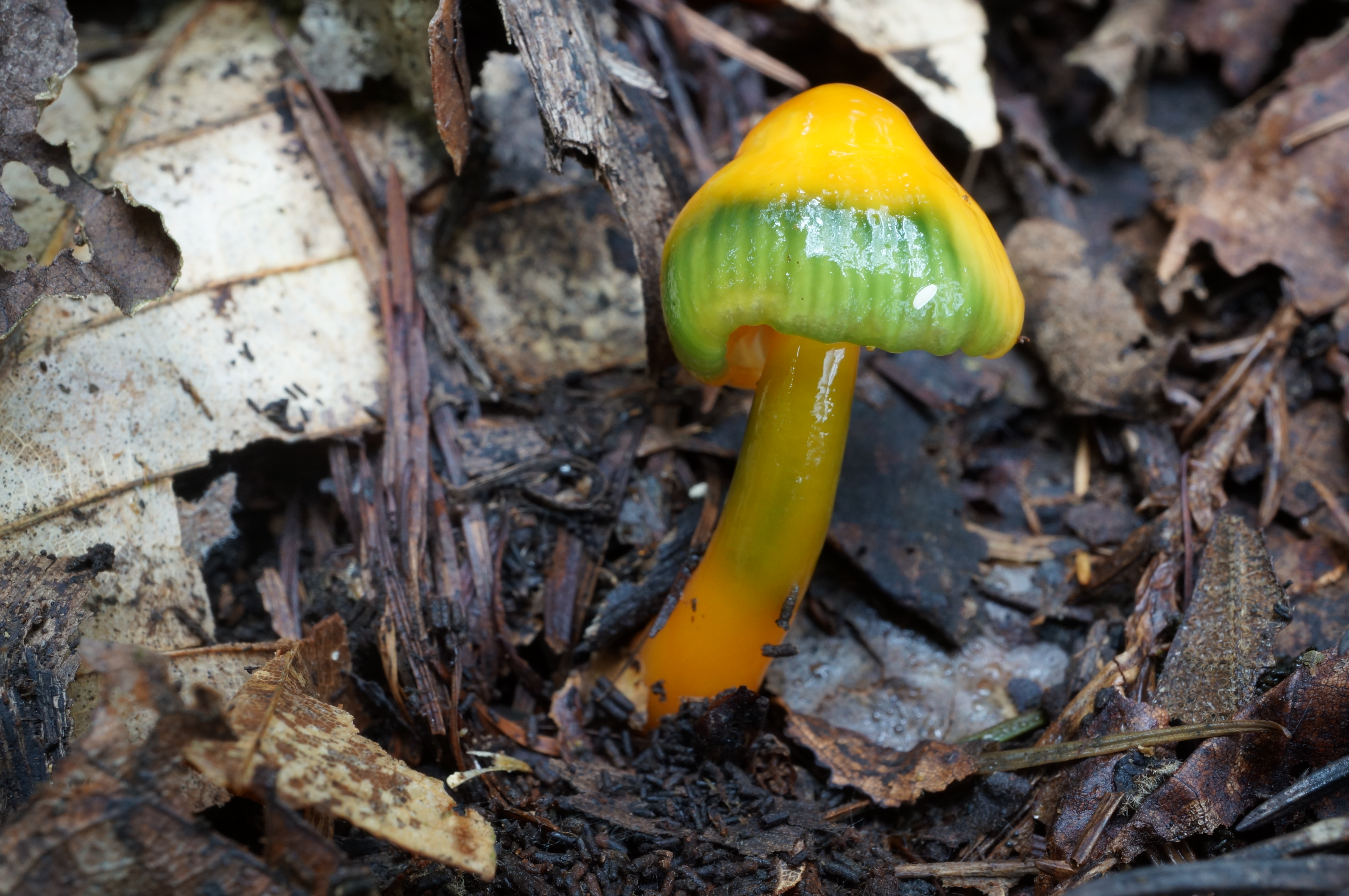 サウスパラディソレザー ポリスハット サイケ キノコ ○DSC06302.jpg