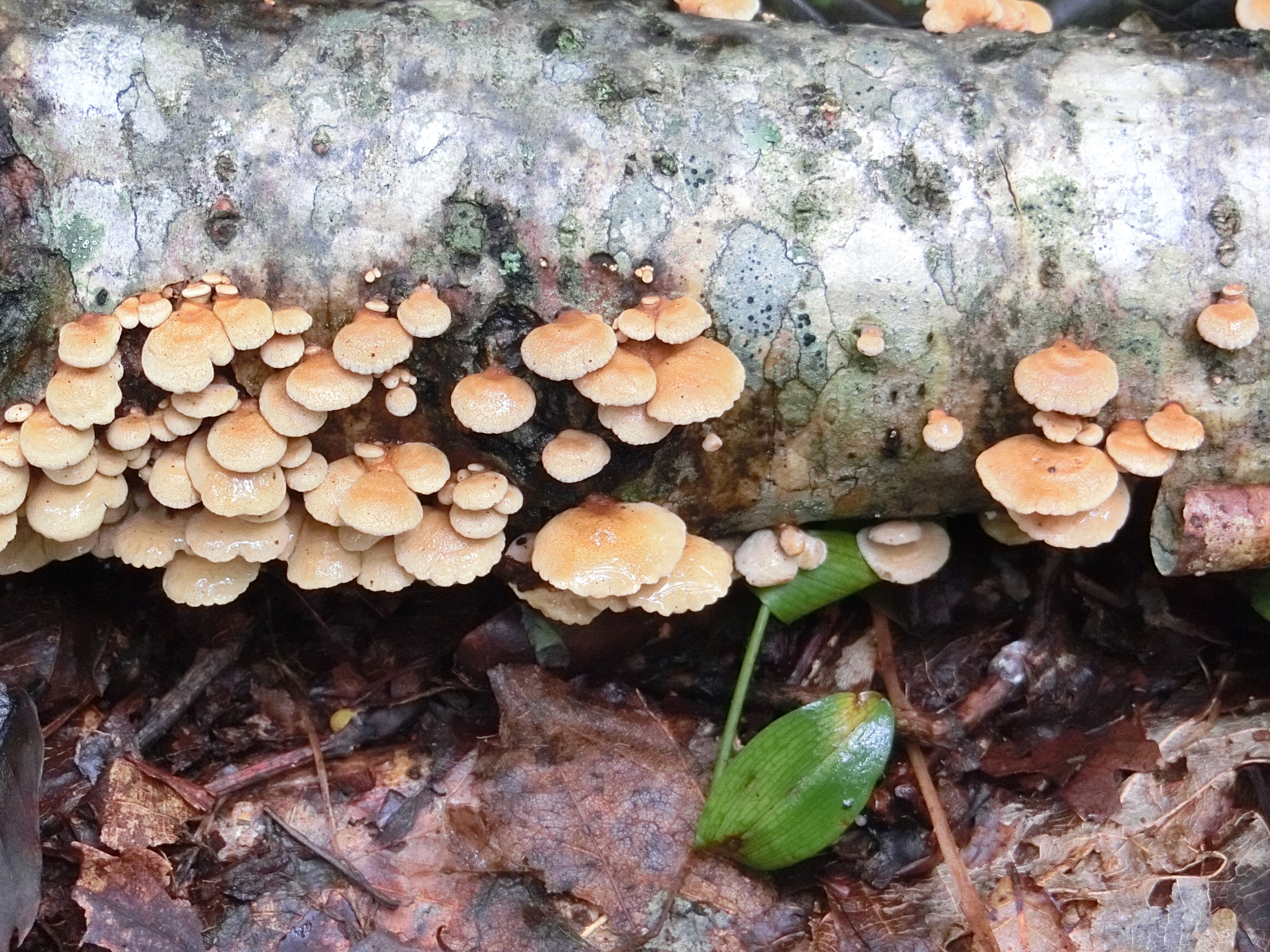 ワサビタケ ｜弘前大学農学生命科学部附属白神自然環境研究センター