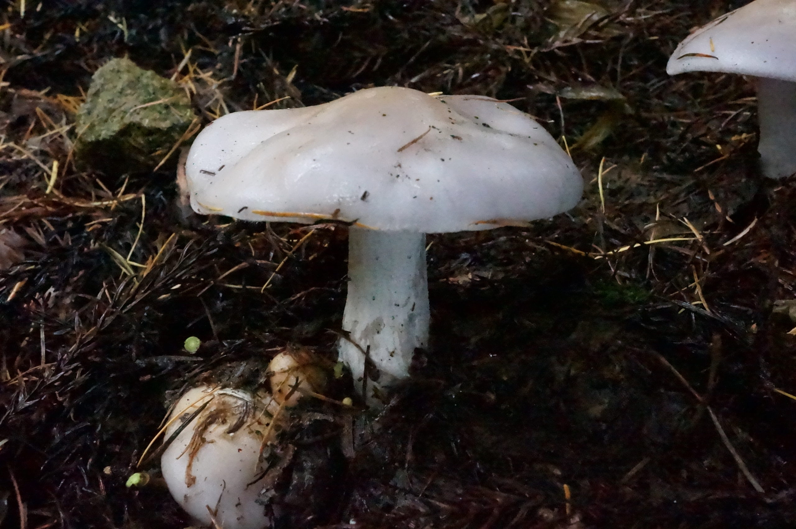 ムラサキシメジ ｜弘前大学農学生命科学部附属白神自然環境研究センター