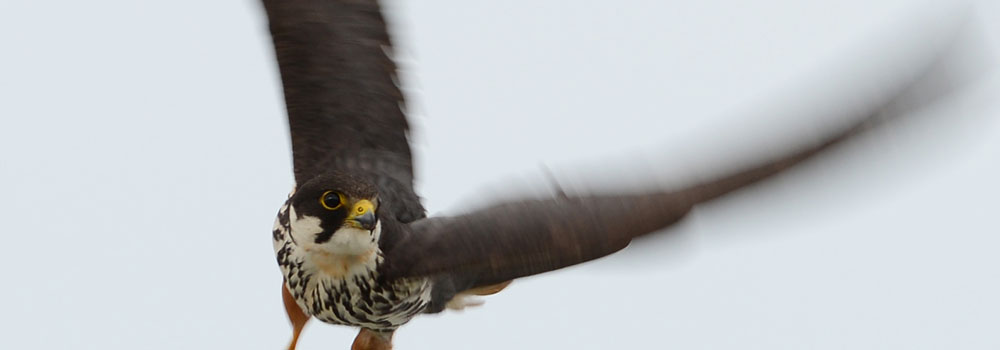 白神山地に生息する鳥類